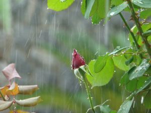 Różaw deszczu