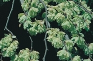 Drzewo Ulmus Camperdownii Pa 
