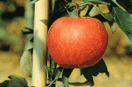 Jabłoń odmiany Ariwa