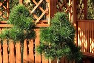 Sosna formowana Pinus sylvestris bonsai
