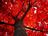Dąb czerwony. Quercus rubra