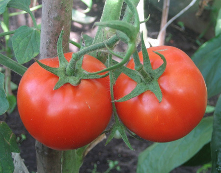 pomidory do montażu
