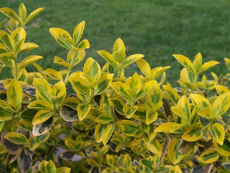 797px-euonymus_fortunei_a1