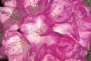 Różanecznik Rhododendron