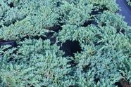 Juniperus squamata „Blue Carpet" - Jałowiec łuskowy odm. Blue Carpet