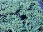 Juniperus squamata „Blue Carpet" - Jałowiec łuskowy odm. Blue Carpet
