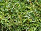 Parthenocissus quinquefolia - Winobluszcz pięciolistkowy