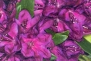 Rhododendron różnych gatunków