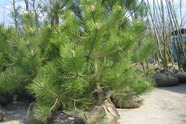Sosna czarna - Pinus nigra 