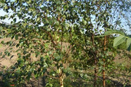 Brzoza brodawkowa - Betula pendula 