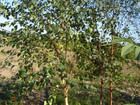 Brzoza brodawkowa - Betula pendula 