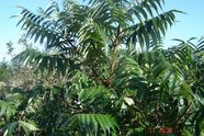 Bogodrzew gruczołkowaty - Ailanthus altissima 