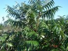 Bogodrzew gruczołkowaty - Ailanthus altissima 