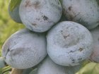 Śliwa - Prunus domestica 