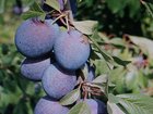 Śliwa - Prunus domestica 